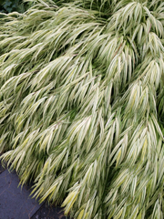 Hakonechloa macra