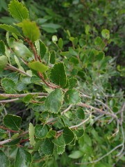 Betula glandulosa