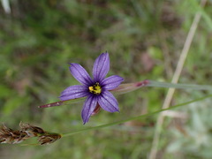 Sisyrinchium idahoense