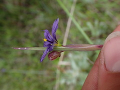 Sisyrinchium idahoense