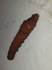 Papilio multicaudata multicaudata