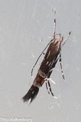 Cosmopterix