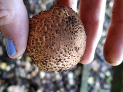 Echinoderma asperum