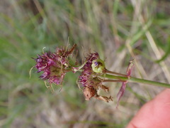 Penstemon procerus