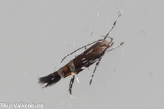 Cosmopterix