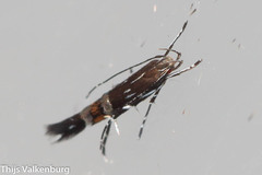 Cosmopterix