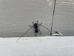 Tragidion coquus