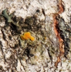 Caloplaca cerina