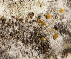 Caloplaca cerina