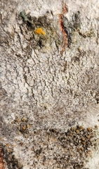 Caloplaca cerina