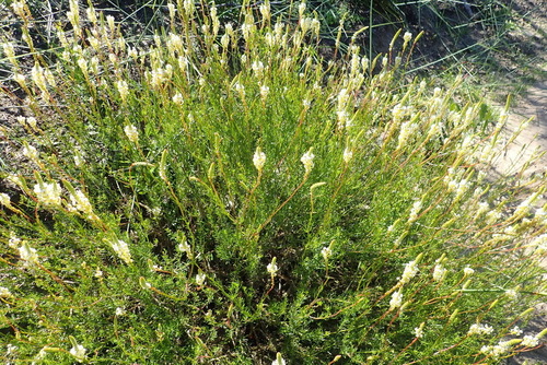 Image of Hebenstretia integrifolia by (c) Nicola van Berkel, some rights reserved (CC BY-SA)