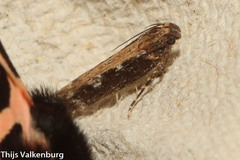 Gelechiinae