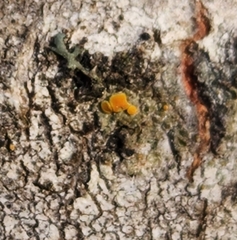 Caloplaca cerina