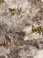 Caloplaca cerina