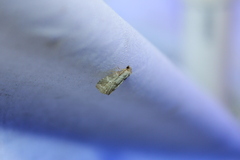 Hyperstrotia pervertens