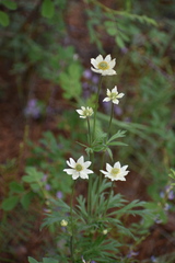 Anemone multifida