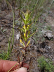 Orthocarpus luteus