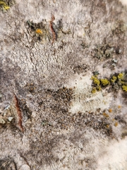 Caloplaca cerina