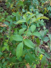 Rubus pensilvanicus