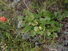 Heuchera cylindrica
