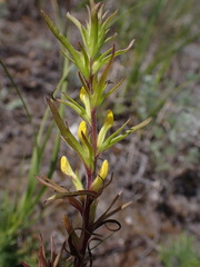 Orthocarpus luteus