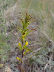 Orthocarpus luteus