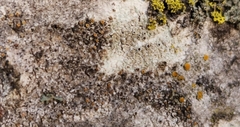 Caloplaca cerina
