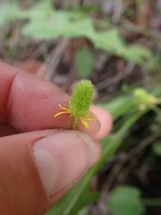Halerpestes cymbalaria