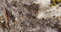 Caloplaca cerina