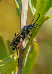 Diamma bicolor