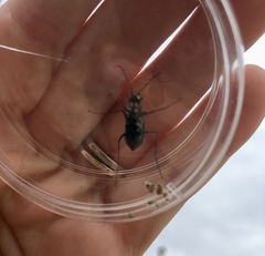 Cicindela ocellata