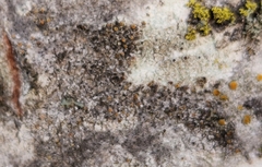 Caloplaca cerina