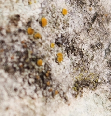 Caloplaca cerina