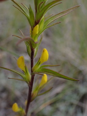 Orthocarpus luteus