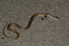 Natrix astreptophora