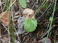 Halerpestes cymbalaria