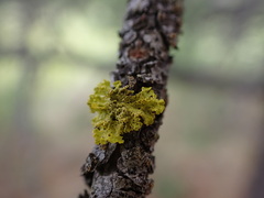 Vulpicida canadensis
