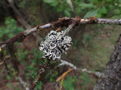 Hypogymnia tubulosa