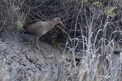 Rallus obsoletus