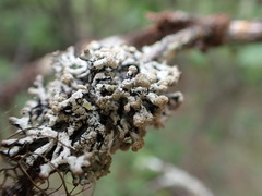 Hypogymnia tubulosa