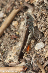 Omocestus