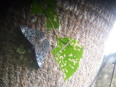 Hamadryas atlantis atlantis