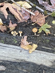 Xeromphalina cauticinalis