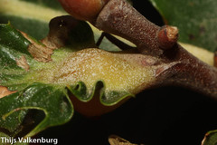 Dryocosmus kuriphilus