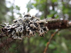 Hypogymnia tubulosa