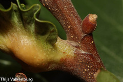 Dryocosmus kuriphilus