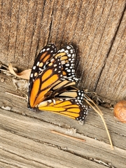 Danaus plexippus