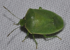 Acrosternum millierei