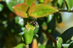 Halictidae