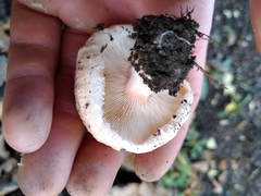 Lactarius pubescens